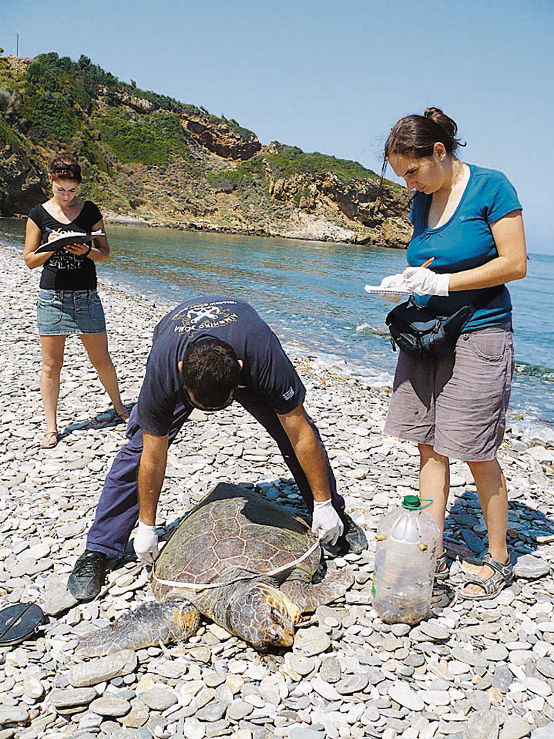 Η θαλάσσια χελώνα, η οποία μαχαιρώθηκε από ανθρώπινο χέρι, στην παραλία Ευδήλου της Ικαρίας 