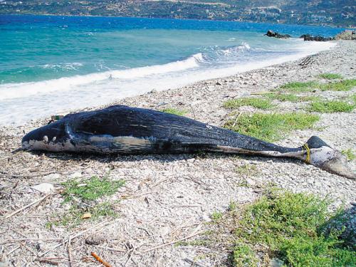 Φάλαινα βρέθηκε νεκρή στα βόρεια της Σάμου 